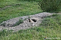 VBS_1 -  Plateau du Mont-Cenise, Grand Croix, Marmotte_-_0098 mt